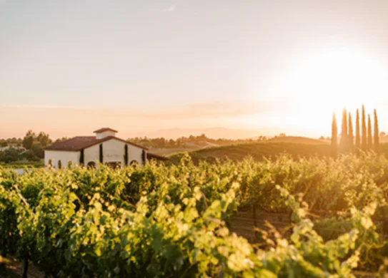 Golden sunset over vineyard rows and winery estate in Temecula Wine Country surrounded by rolling hills and scenic landscapes